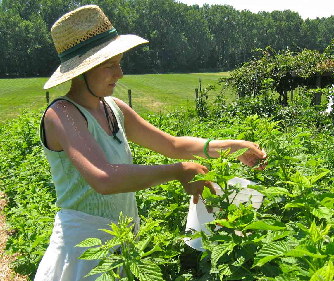 Intern harvesting