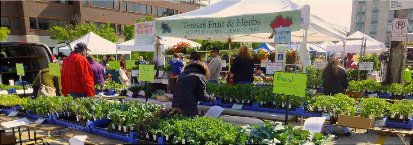 Teresa's Evanston Market Plant Start Stand