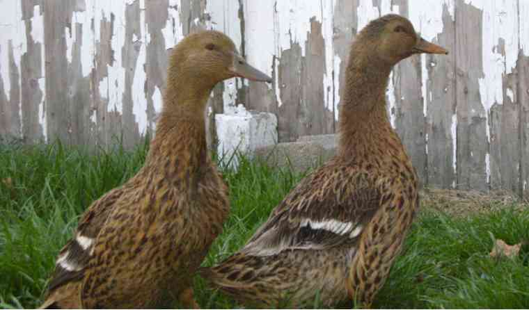 Ducks being raised at Red Barn Farm