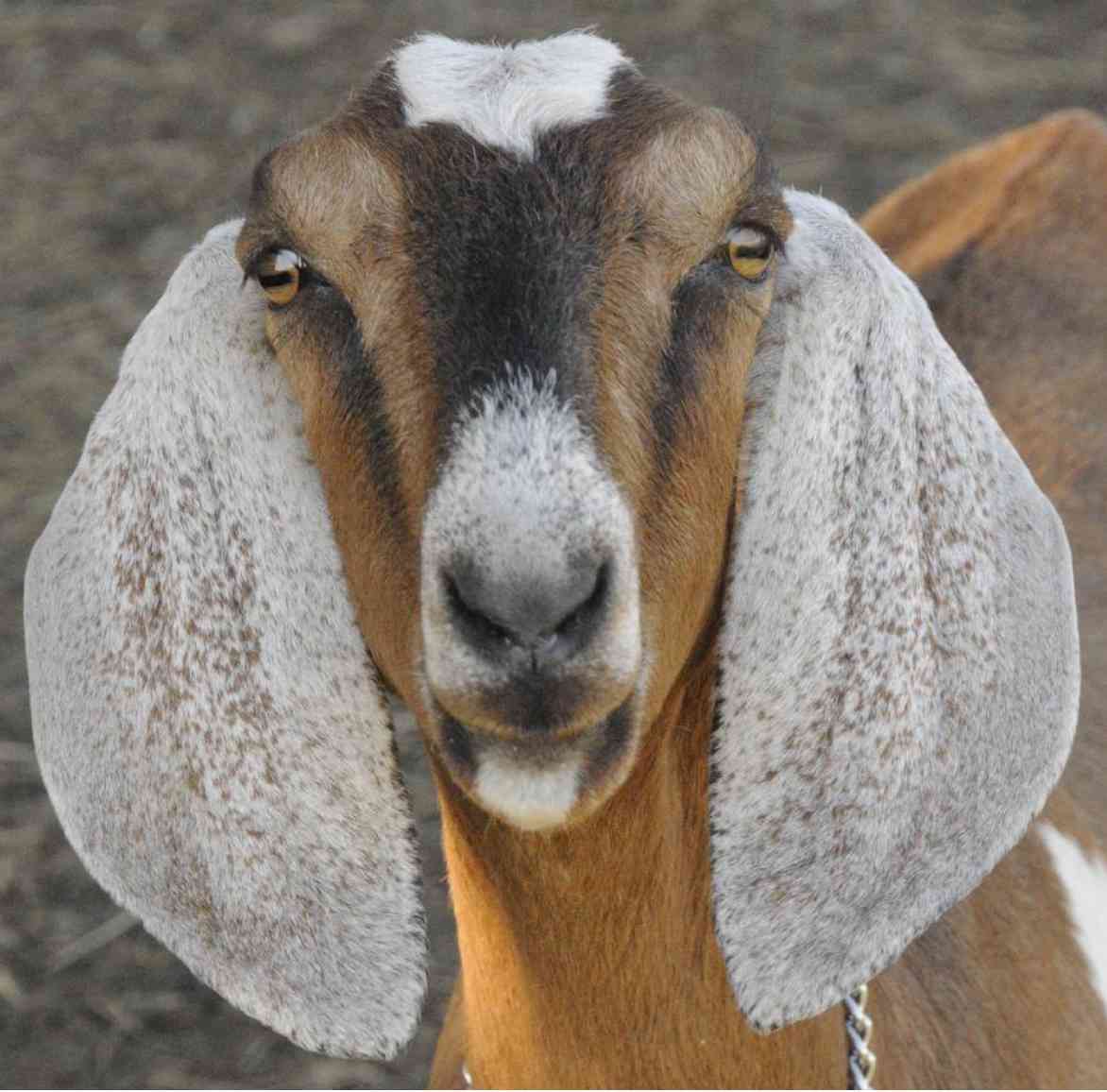 Goat looking at you over rail at Red Barn Farm