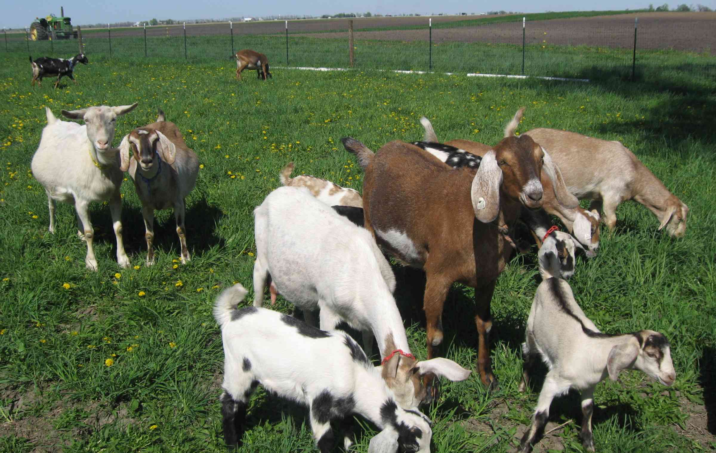 Goats in Red Barn Farm field with the Wilken's tractor in the background 