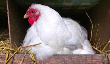 Ducks being raised at Red Barn Farm