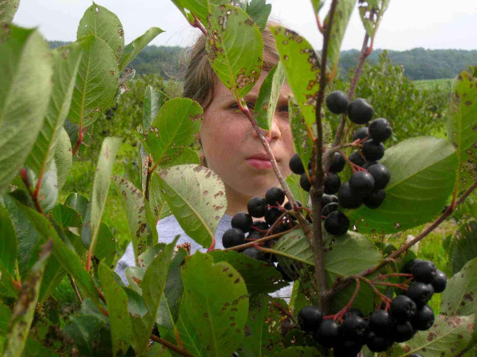 Close up of Teresa's apprentice looking at aronia berries on plant