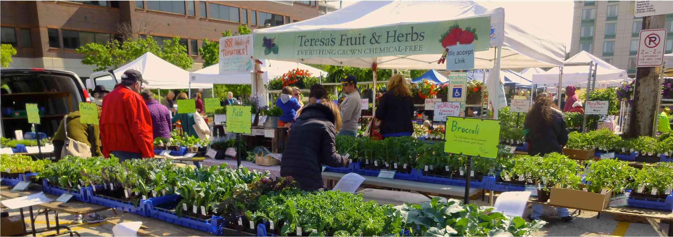 Teresa's Fruit and Herb Stand at Evanston Farmers Market showing plant starts, photo by Peter Laundy