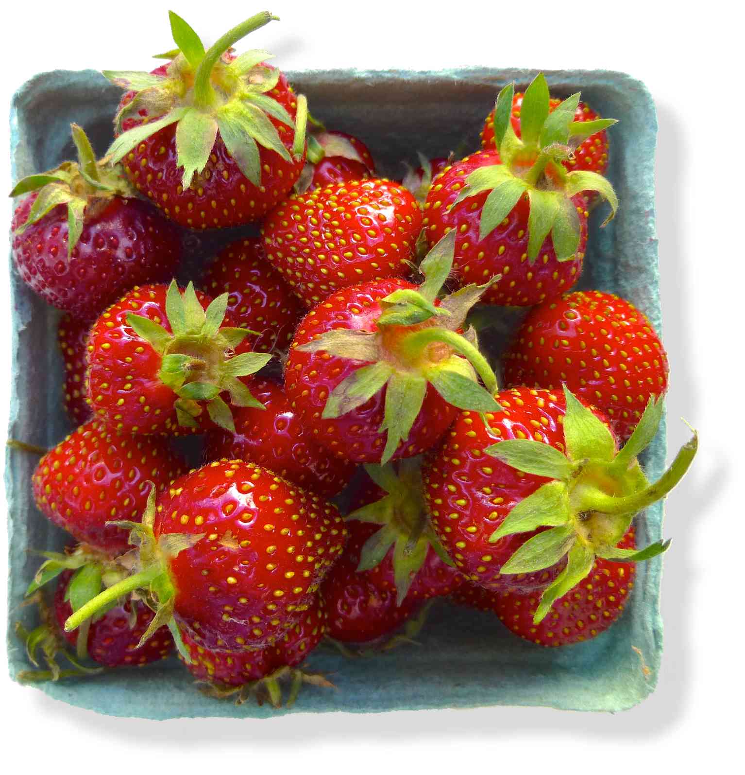 A basket of Teresa's Earliglow strawberries
