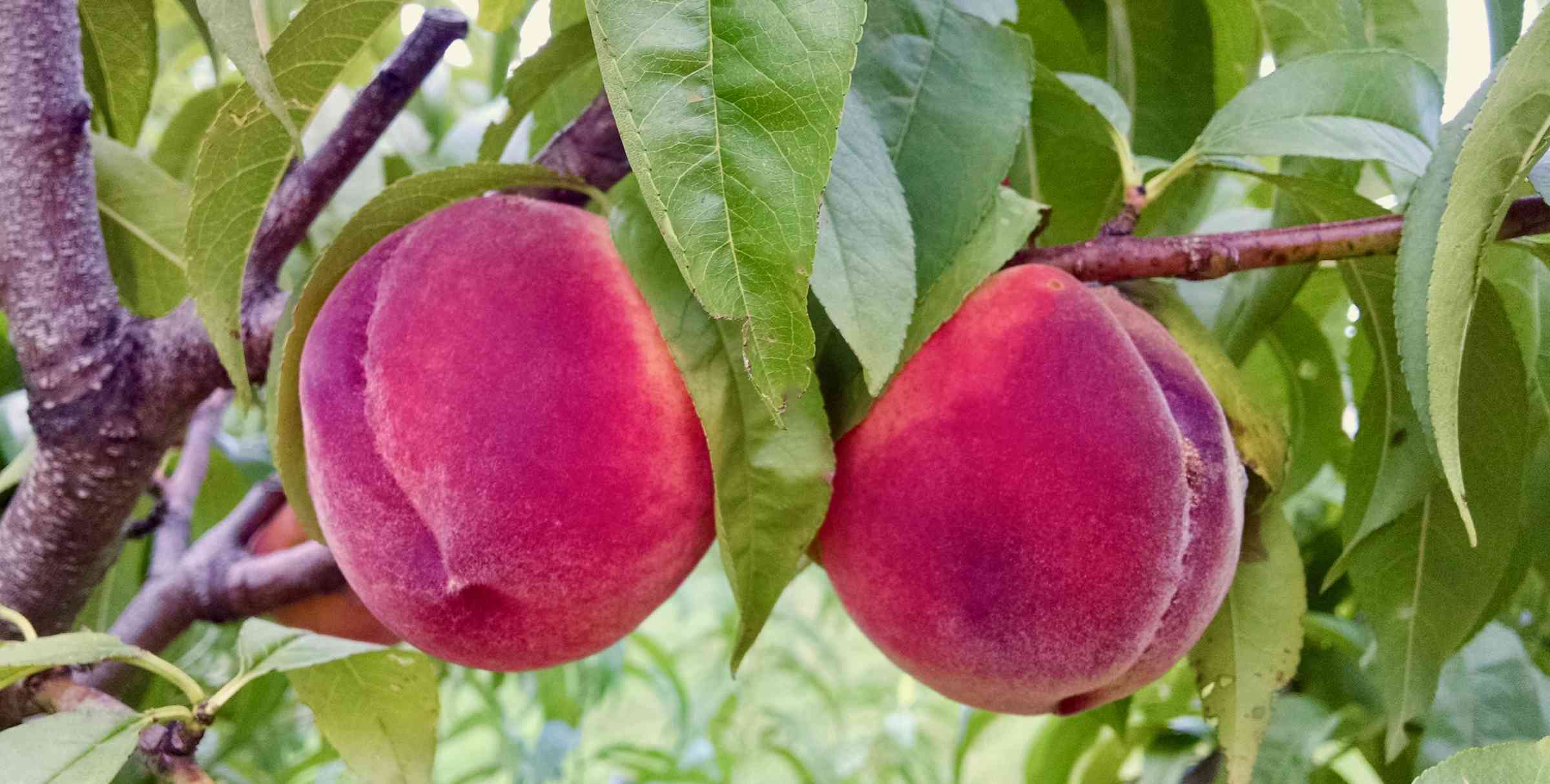 Peaches almost ready to pick