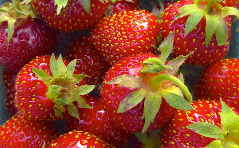 Teresa's Early Glow strawberries